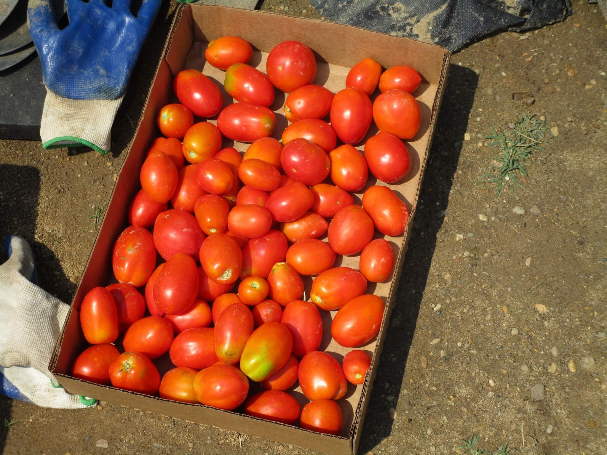 Tomatoes