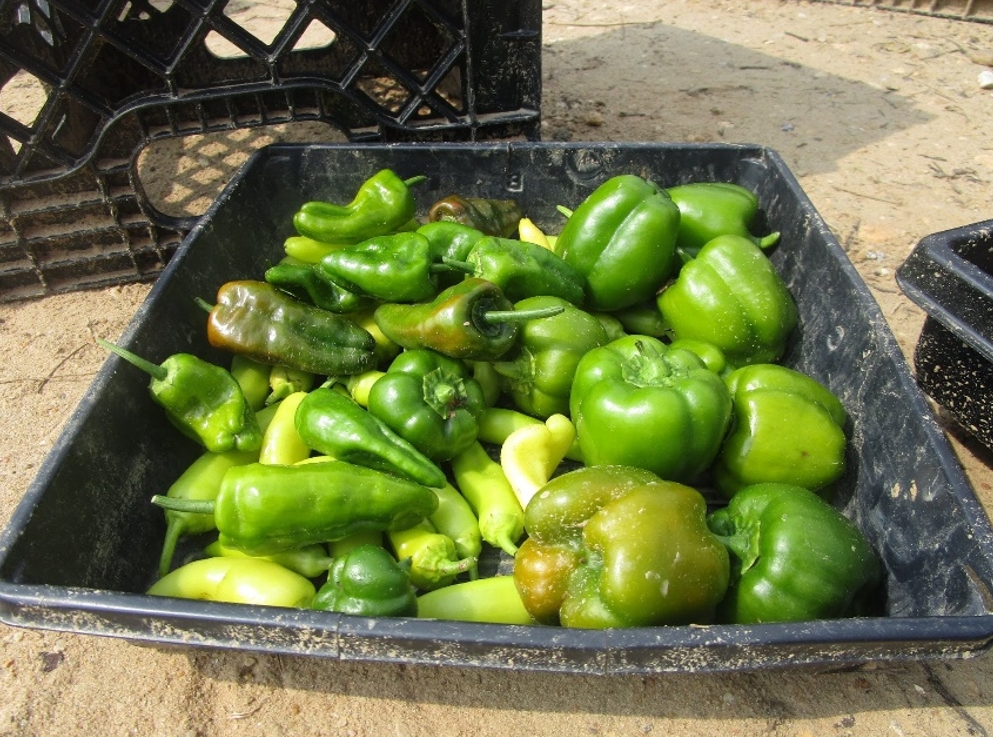 Peppers