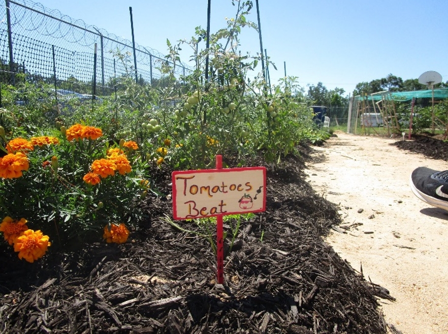 Tomatoes