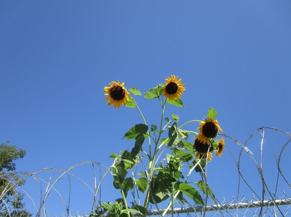 Sunflowers