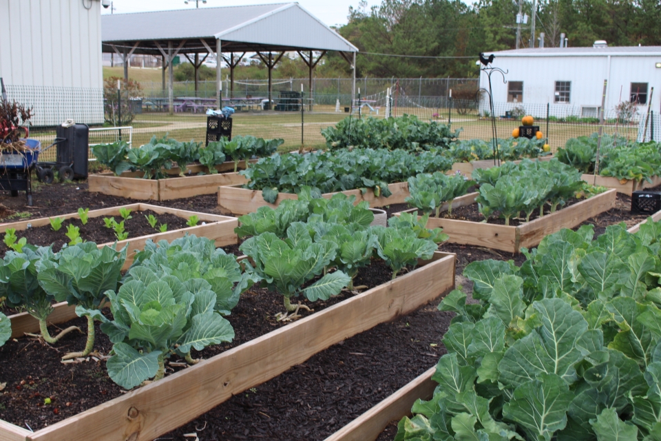 Tutwiler Garden Program