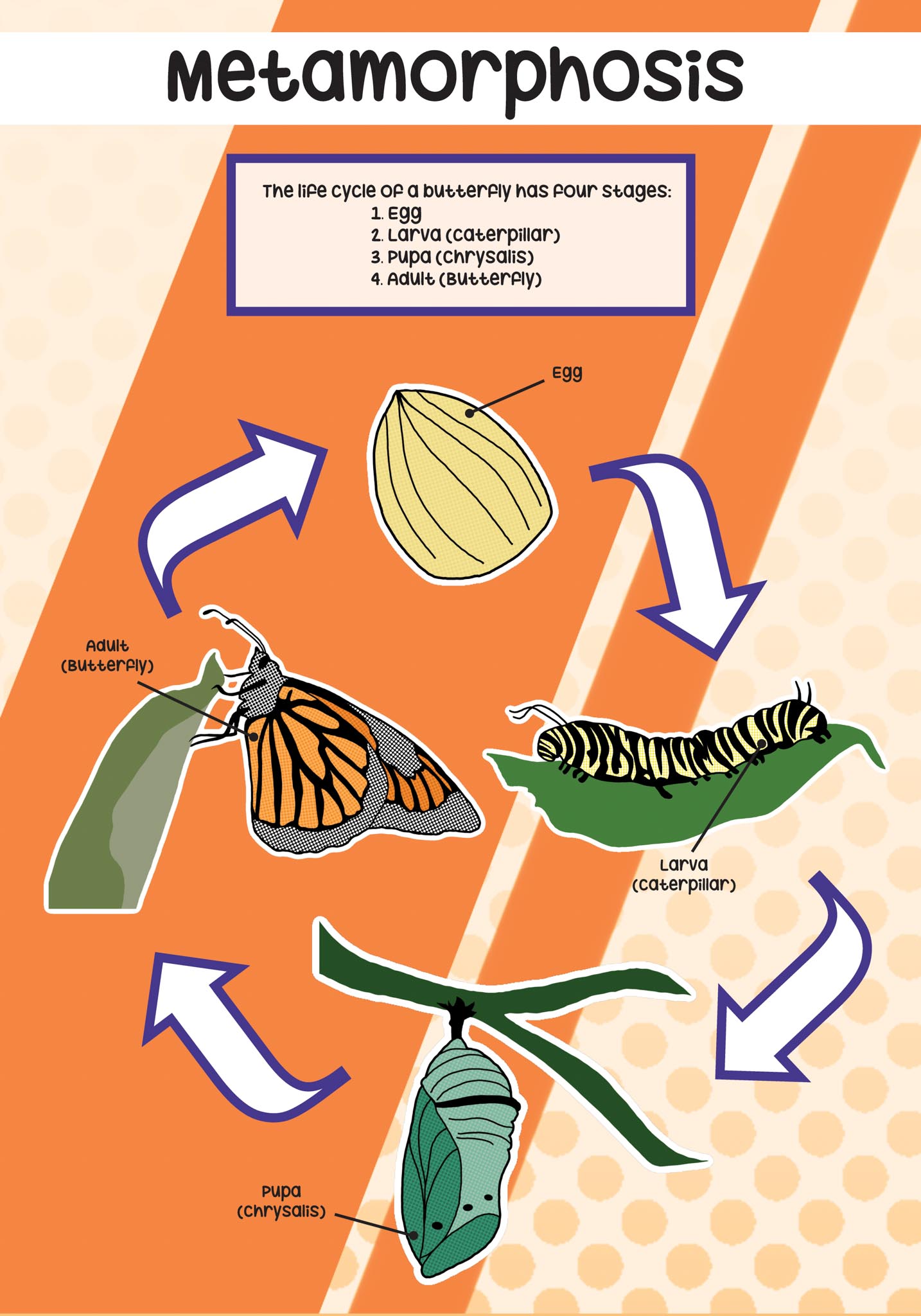 troy elementary info graphics poster 5