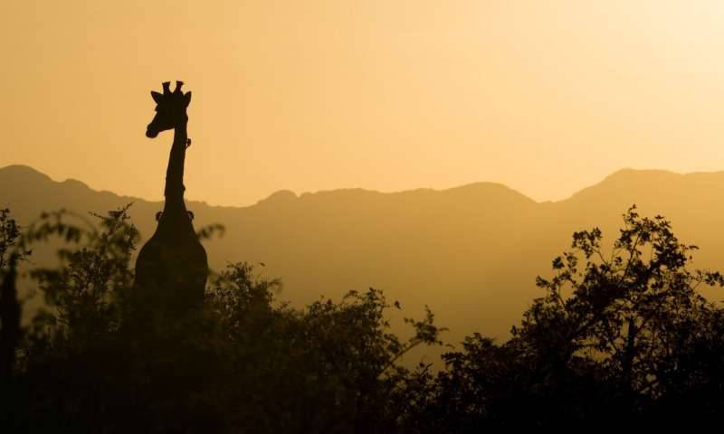 South Africa giraffe and trees silhouette