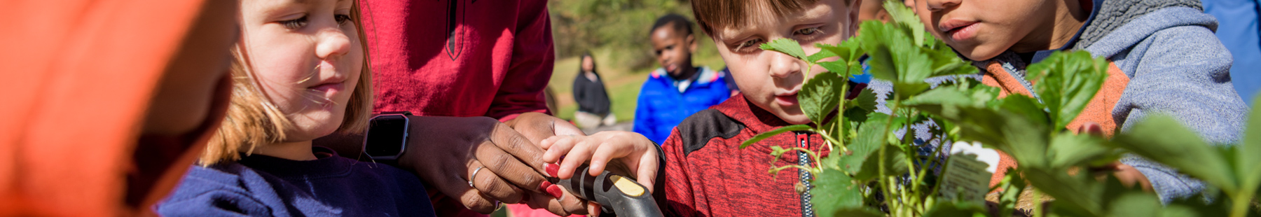 Students planting in the garden